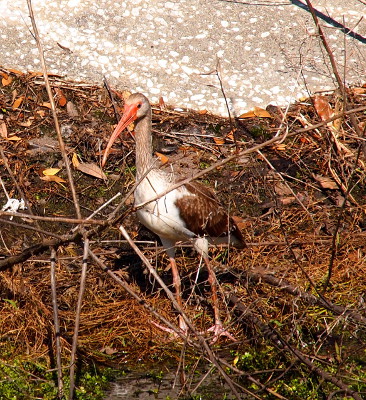 [A bird with a long, curved orange beak emanating from a light brown head and neck. It's body has areas of all white feathers and other areas with brown feathers. It stands on long, skinny orange legs with three-toed feet. The bird is behind a fallen, leafless tree branch.]